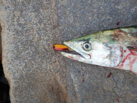 ベイト‼潮目‼ボイル‼【20251102】